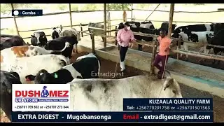 FRANK KUZAALA-Mugandawange yampisa bubi nnyo,kati ssejjusa era nakola 'farm' y'ente #extradigest