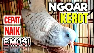 Perkutut NGOAR KEROT, Sangat cocok untuk mancing perkutut cepat birahi dan emosi