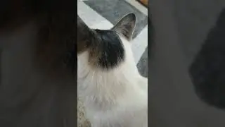 Wally my new cat. RIP Watson