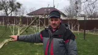 An unkempt apple tree can always be shaped into what the owner needs.