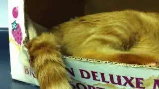 Cat Finishline Whip