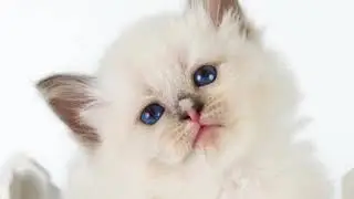Siberian Neva Masquerade Cattery DIKOE POLE. Esaul Dikoe Pole
