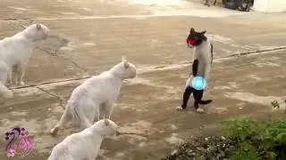 ناروتو وحياة القطط