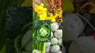 #shorts Подскажет природа, когда и что можно посадить / Nature will tell you when and what to plant
