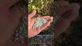 Уход за голубикой в конце сезона осенью #сад #gardendiy #дача #огород #лайфхаки