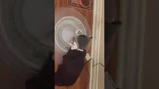 Midnight the cat