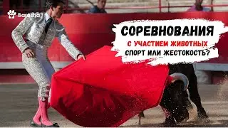 🌟 Соревнования с участием животных спорт или жестокость  🌟