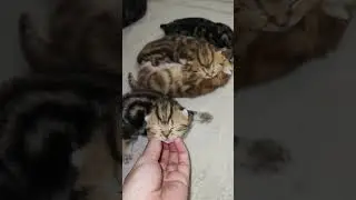 Арина Родионовна при деле😄😃