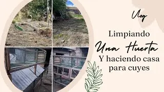 Limpiando una huerta, haciendo casa para cuyes