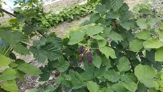 Серая гниль на Коламбии Санрайз и других сортах