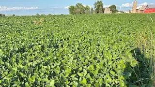Looking At The Soybeans!