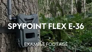 Example Footage | SpyPoint Flex E-36 Cellular Trail Camera