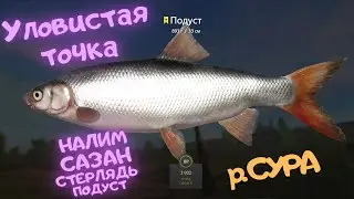 Русская рыбалка 4 (РР4) р. Сура Сазан Стерлядь Налим