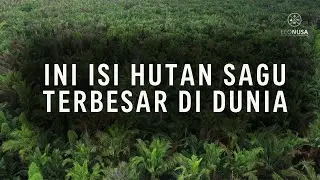 Ternyata Begini Kondisi Hutan Sagu Terbesar di Dunia