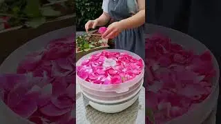 Сушим розы в дегидраторе