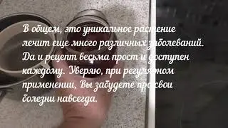 Луковая шелуха от более 100 болезней.