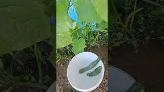урожай китайских огурцов с трех кустов🥒