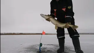 Трофейная рыбалка 🎣