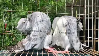 Z Spring আমার খুব পছন্দের একটা Breed কেনোজানি অনেক ভালো লাগে | @Sumon.Bappy.6M #viral #pigeon