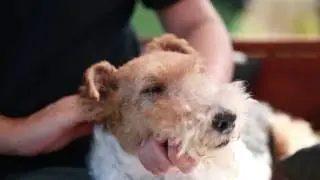 ¿Cómo prevenir problemas en la boca del perro?