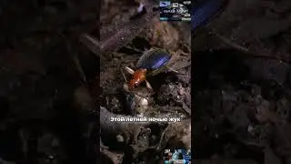 Роль насекомых в экосистеме#shorts