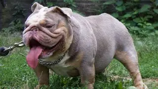 ENGLISH BULLDOG UP FOR GRABS #englishbulldog