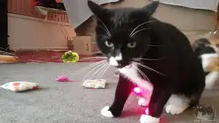 Penny and Sam go crazy trying to catch the laser toy!