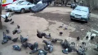 Кормежка голубей