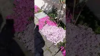 Флокс шилоподібний , пік  цвітіння.