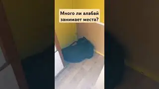 #алабай #собака #бабайка #психология #буднипсихолога #приколыссобаками #животные #любовь