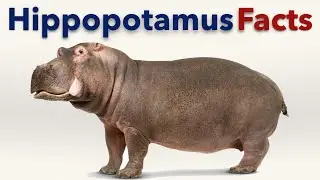 Hippopotamus Facts