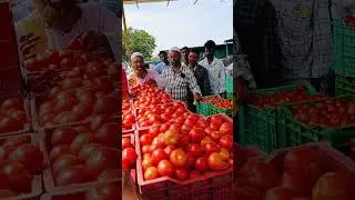 Punganur tomato Market 🍅 5/10/2024 #punganurtomatomarket #tomatomarket #trending
