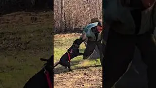 😱🔥Black pit bull attack.  #STRAZHODESSA Dog training Odessa 2024.