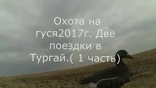 Охота на гуся 2017г  Две поездки в Тургай  1 часть