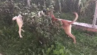 Алабай против Питбуля)