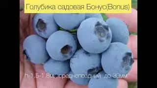 приглашаем всех желающих на лекцию " Ягодное лукошко.«Садовая голубика, клюква, брусника" 25.11.2023