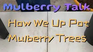 How We Up Pot Mulberry Trees