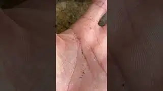 Hexagon Termites 