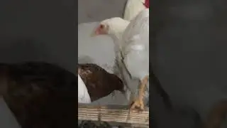 Обзор кур! #молодняк #chick #chicken #август