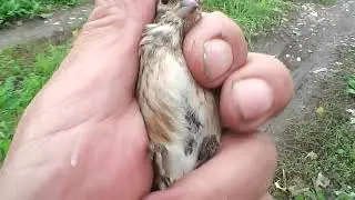 Ловля разных певчих птичек.