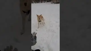 Собака 🐾не обычное создание...🐕