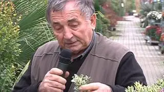 Scuola di giardinaggio: Veronica.