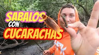 Este Vinilo de Cucaracha nos salvó la pesca