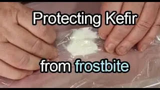 How to freeze kefir without killing it!