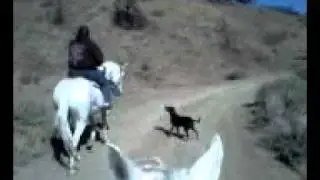Trail riding in Nevada with Shana and the dogs