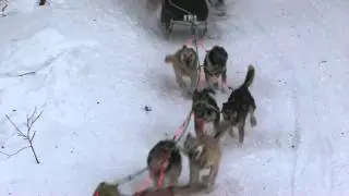 Iditarod 2011-Corral Hill---Matt Hayashida