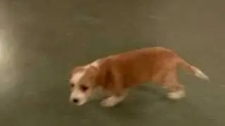 Den Lille Valpen (The Little Puppy)