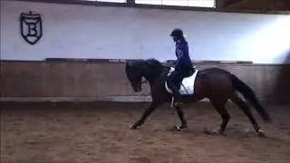 Stute geb. 2012 von Candyman x Rasso