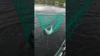 Вот это РЫБА Here is a FISH