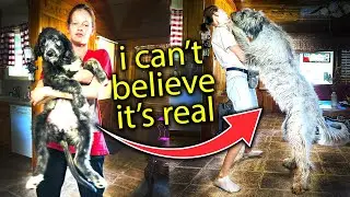 the true story of my irish wolfhound experience